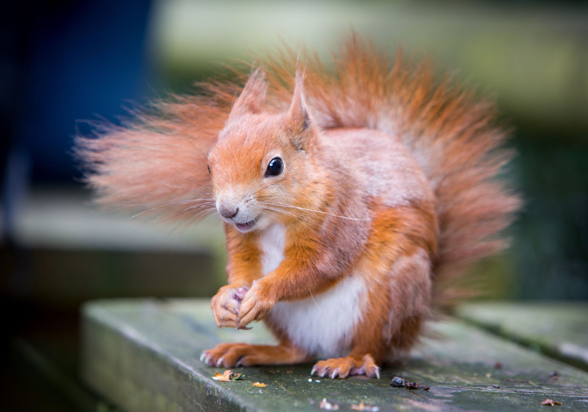 Animal Facts - Animal Information for Kids