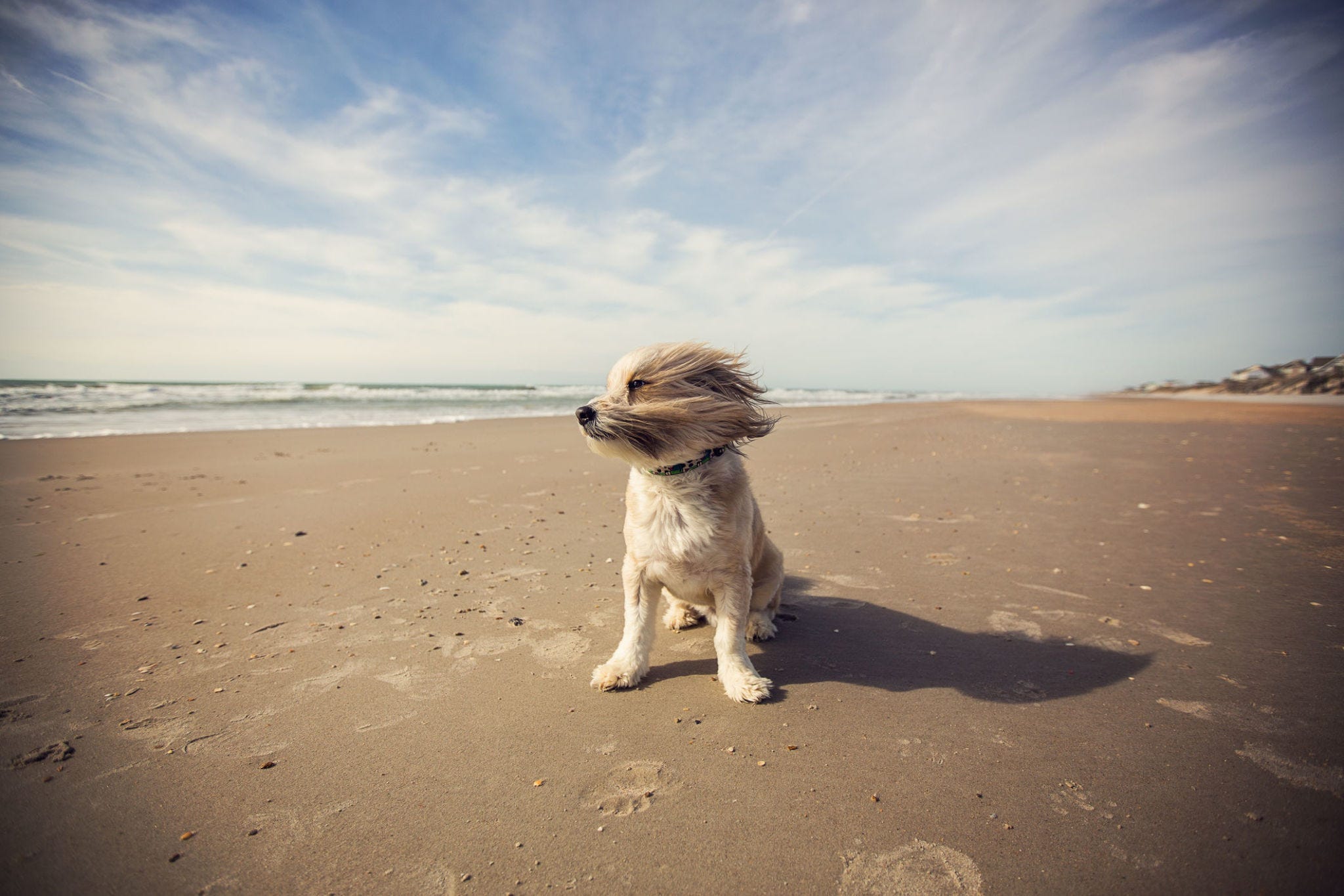 dog-friendly-beaches-in-the-u-s-american-beaches-that-allow-dogs