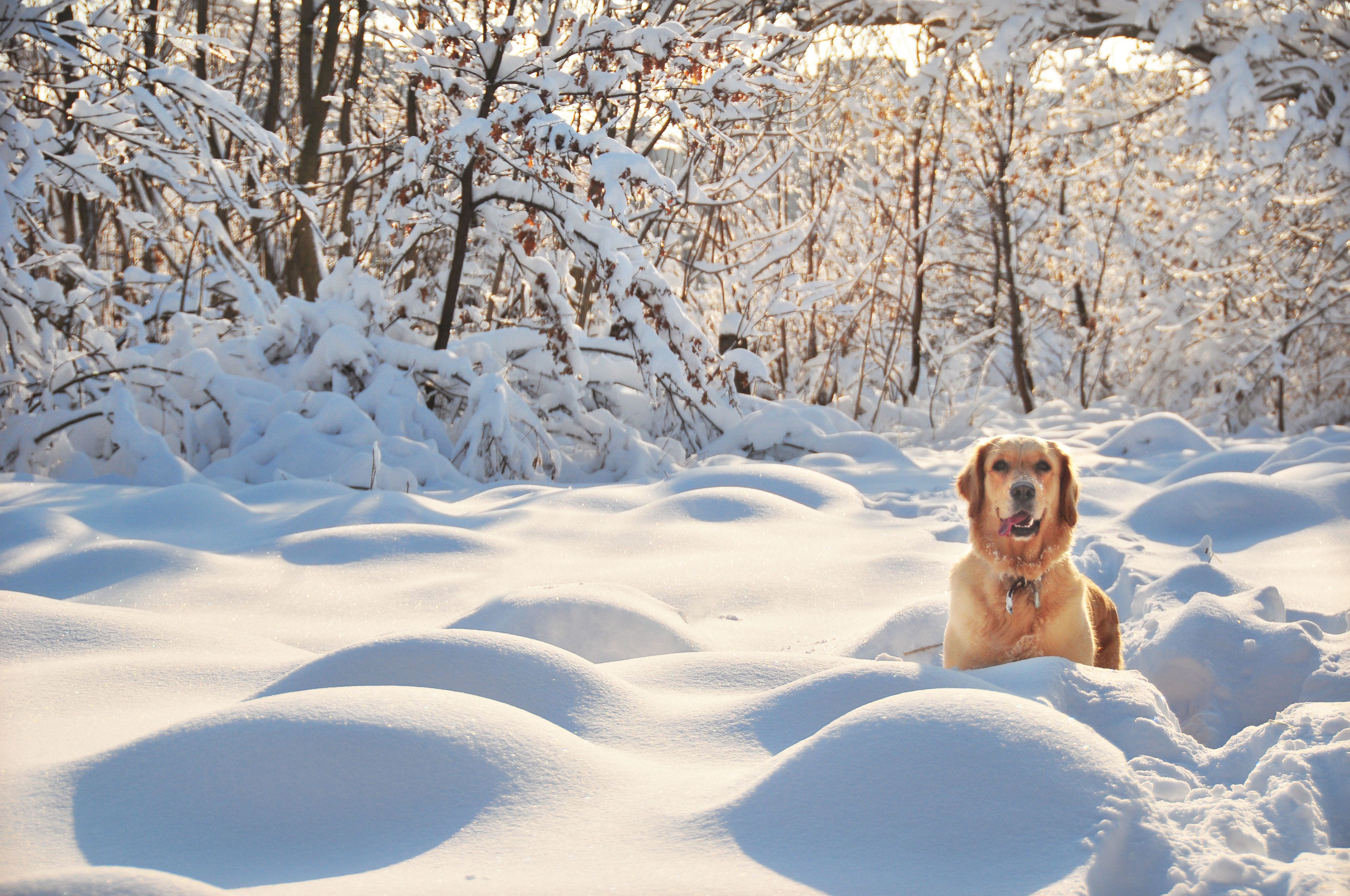 23 Beautiful Pictures of Snow - Photos of Snow on Pinterest