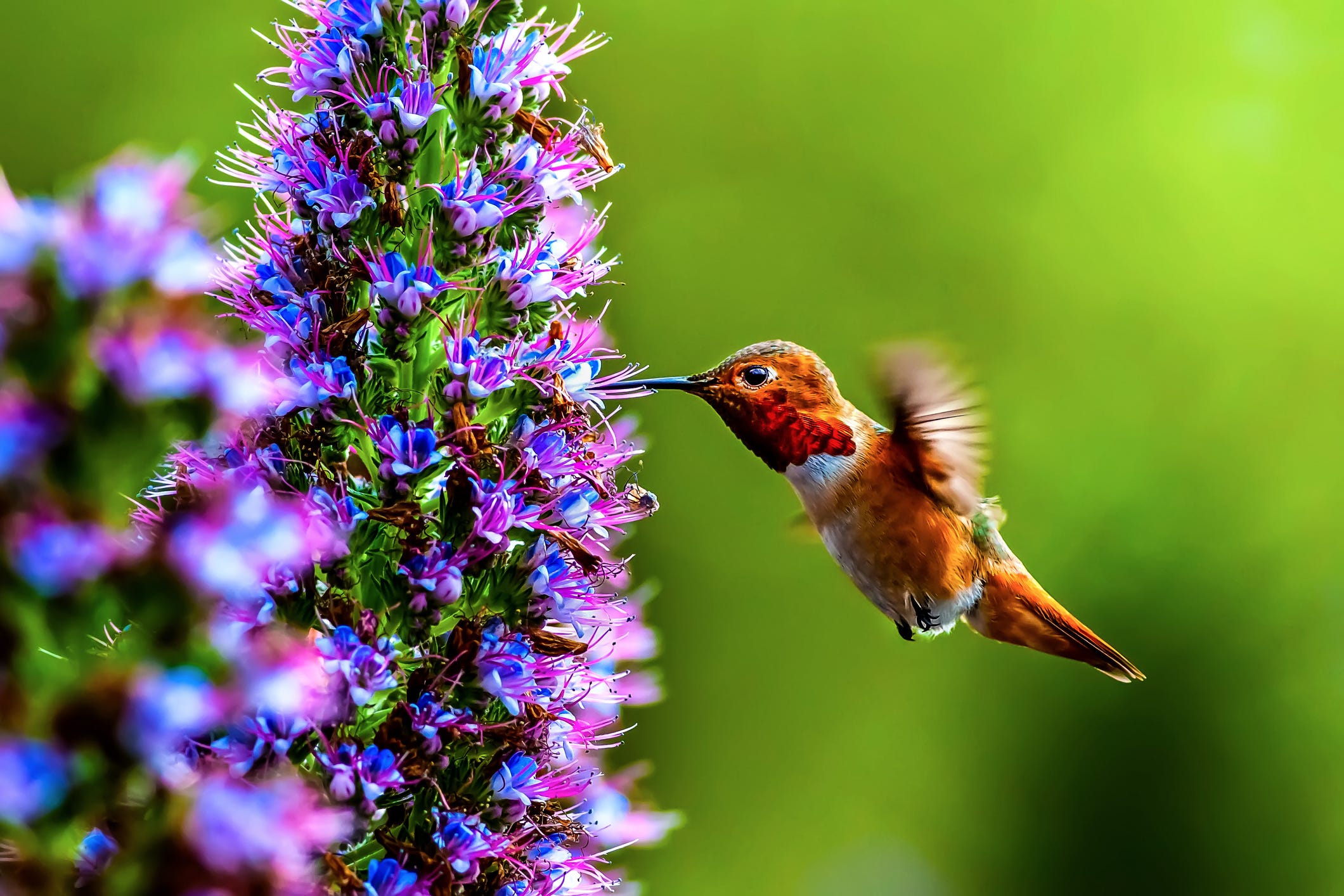 Plants That Attract Bees Pollinator Garden