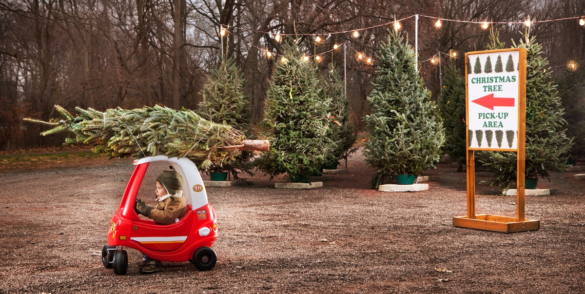 50 Best Christmas Tree Farms In America Christmas Tree Farms Near Me