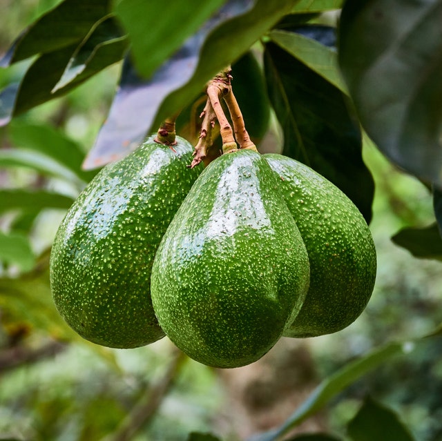 how to grow avocado how to grow avocado