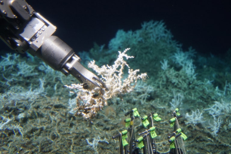 Hidden Coral Reef Discovered Off the Georgia Coast