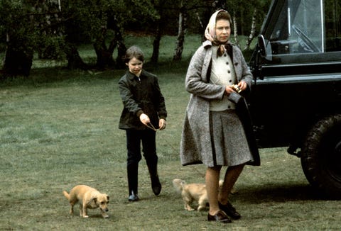the queen, new puppy, died