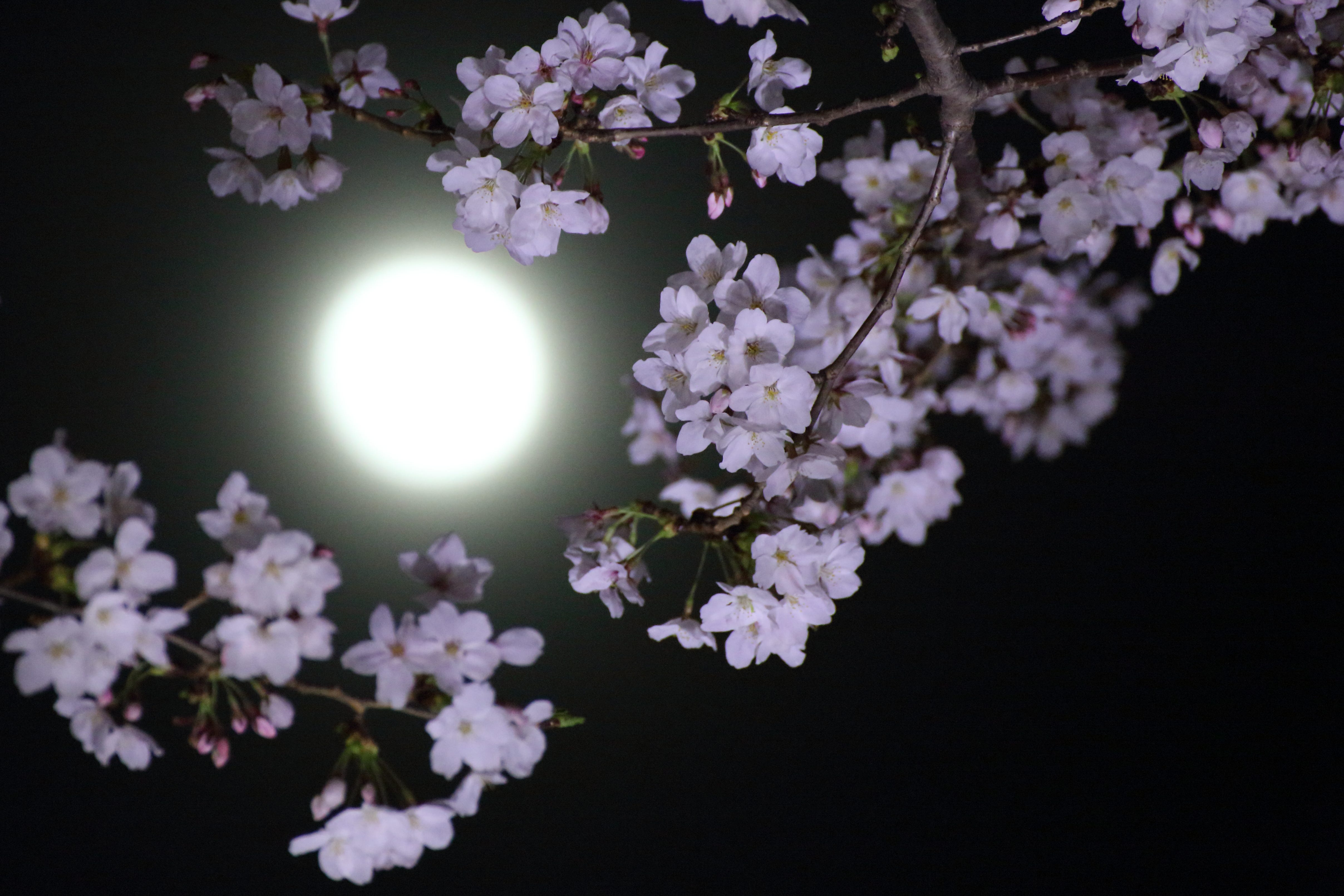 What May's Full Flower Moon in Scorpio Means For Your Zodiac Sign