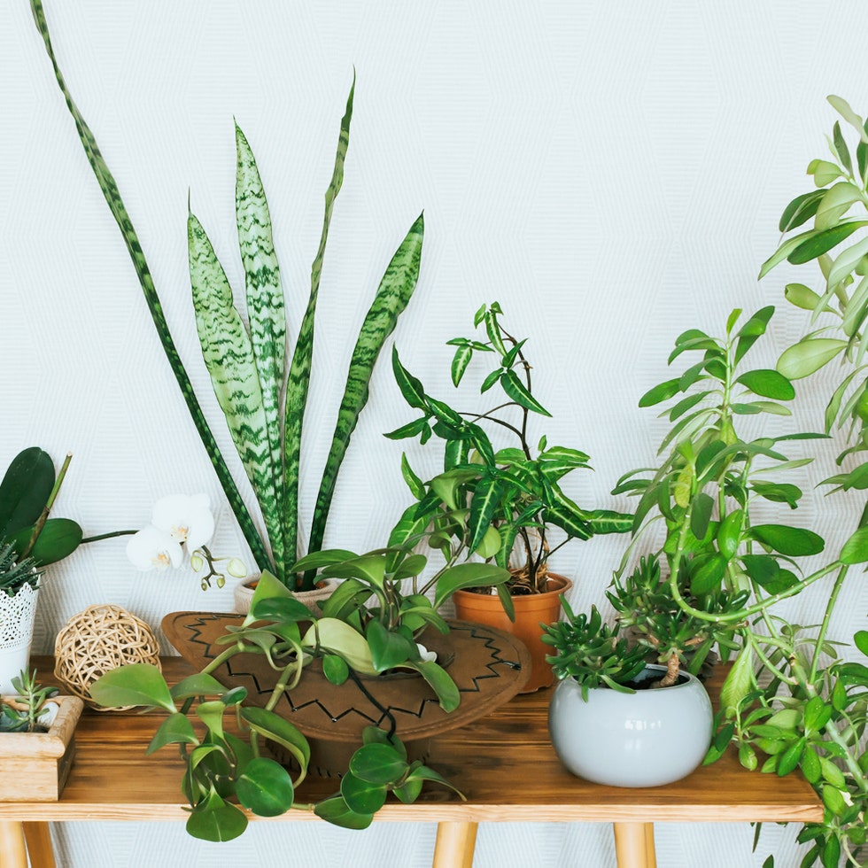 Where to Buy Plants Online - 7 Best Websites for Buying Plants