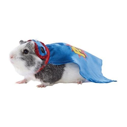 PetSmart Now Has Halloween Costumes for Guinea Pigs, So Everyone in the