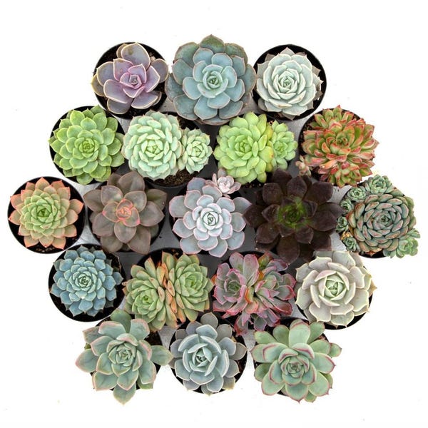 'Awesome Echeveria™' Pack