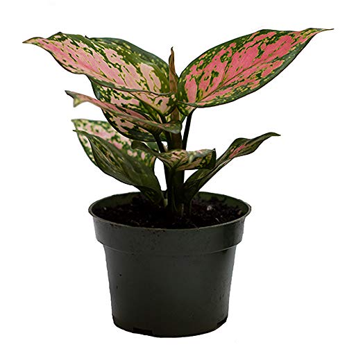 American Plant Exchange Aglaonema Chinese Evergreen Hot Pink Valentine Wishes Live Plant, 4" Pot, Indoor/Outdoor Air Purifier