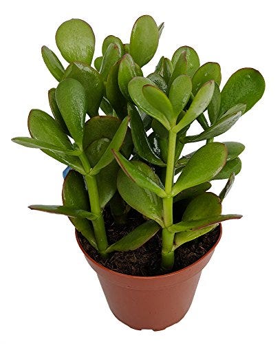 Sunset Jade Plant - Crassula - Easy to Grow House Plant 