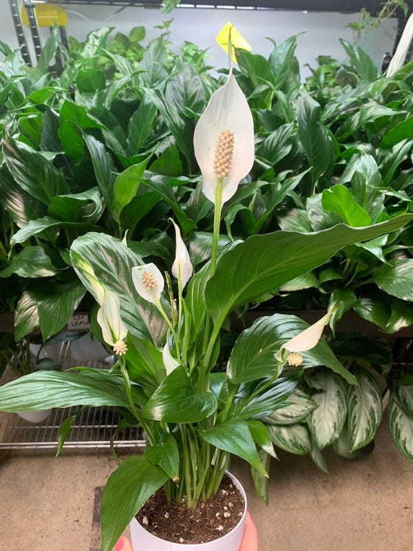 Peace Lily Air Purifying Plant 