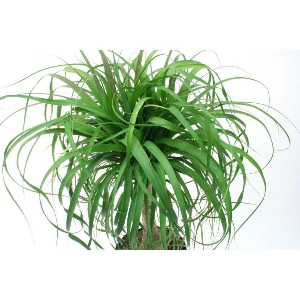 Ponytail Palm in 6 in. Grower Pot