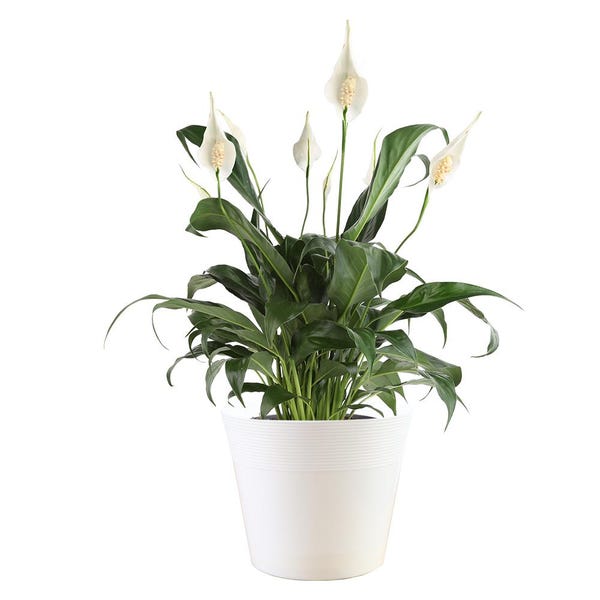 6 in. Vigoro Spathiphyllum Peace Lily Plant in White Décor Plastic Pot