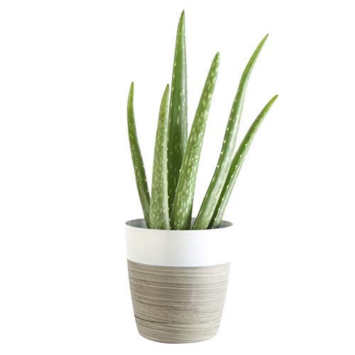 Costa Farms Aloe Vera Live Indoor House Plant, Gift, 10-Inch Tall, Green
