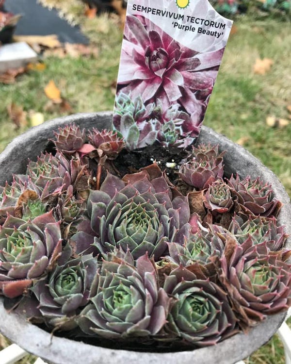 Sempervivum 'Purple Beauty', 4" Pot