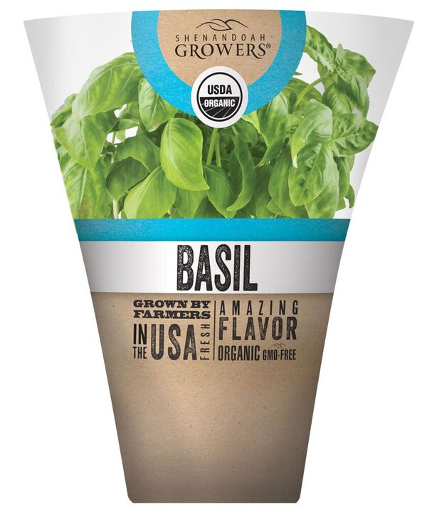 Organic Basil Live Plant, 1 ea
