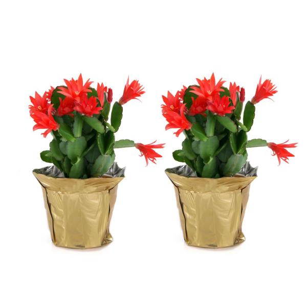 4 in. Fresh Christmas Cactus Grower's Choice - Pink, Red or White (Live 2-Pack)