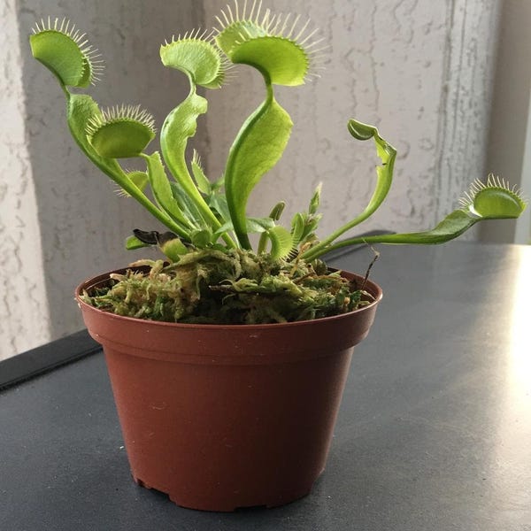 Venus Fly Trap (Dionaea) in 3 in. Brown Pot