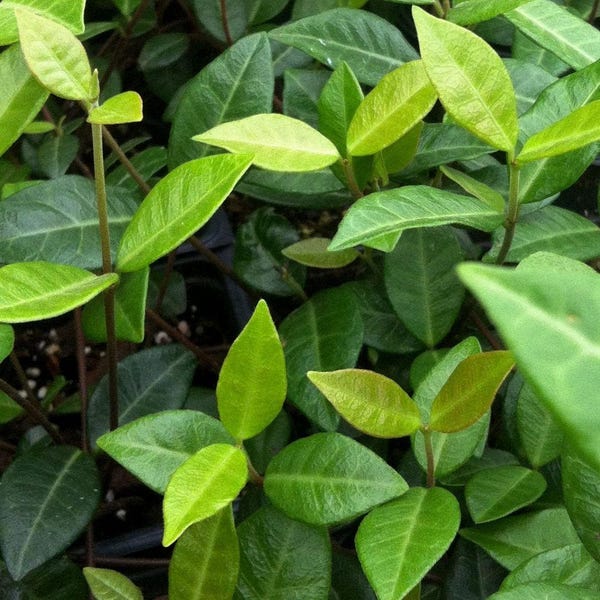 2.5 Qt. Asiatic Jasmine - Live Groundcover Plant