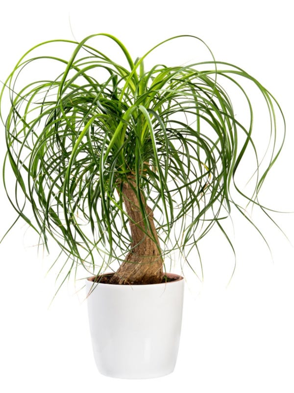 12 in. to 18 in. Tall Ponytail Palm Plant in White Decor Pot