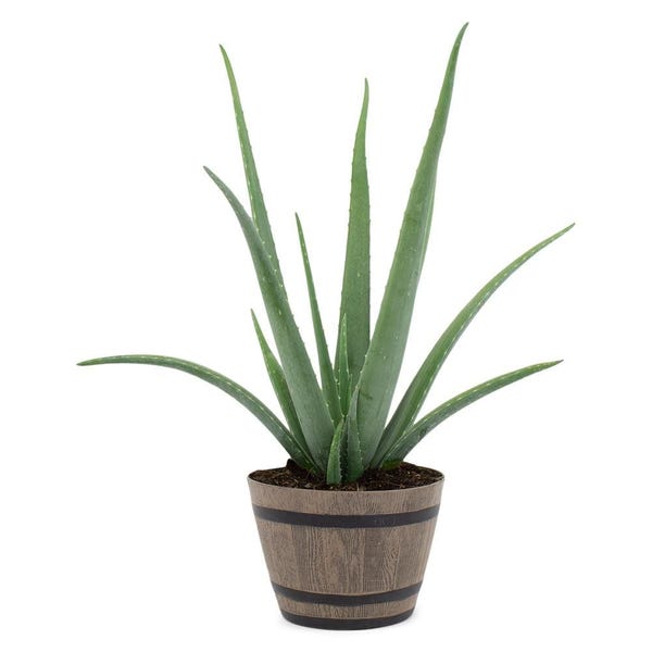 2.5 Qt. Succulent Aloe Vera Plant in 8 In. Resin Whiskey Barrel Pot