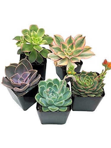 Succulent Plants, 5-pack