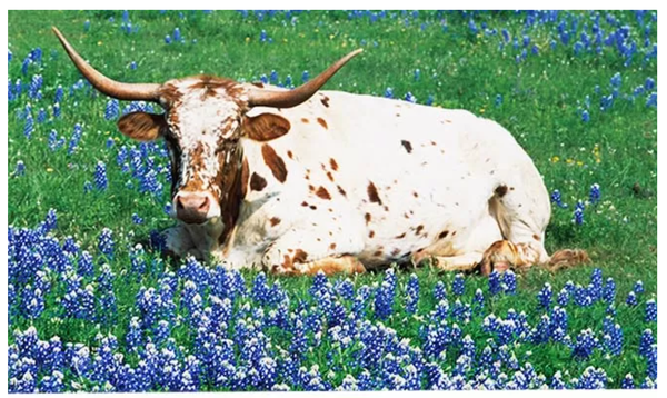 Texas Longhorn Sitting in Field of Bluebonnets