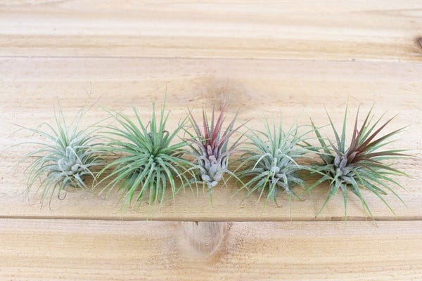 3 Pack of Ionantha Guatemala Air Plants 30 Day Air Plant