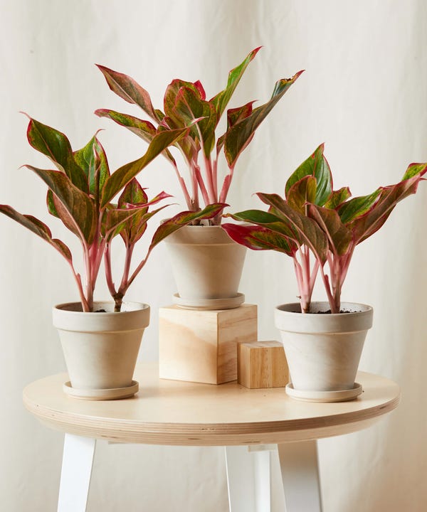 Pink Aglaonema Collection