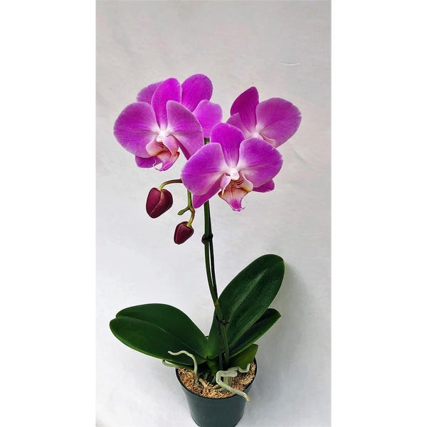 4 in. Phalaenopsis Orchid in Grower Pot