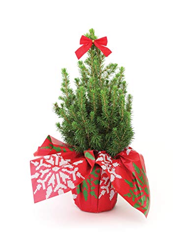 Burpee Live Tabletop Christmas Tree with Red Bow
