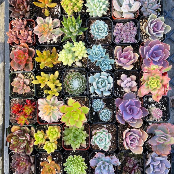 2 Assorted Colorful Succulents Plants / Potted