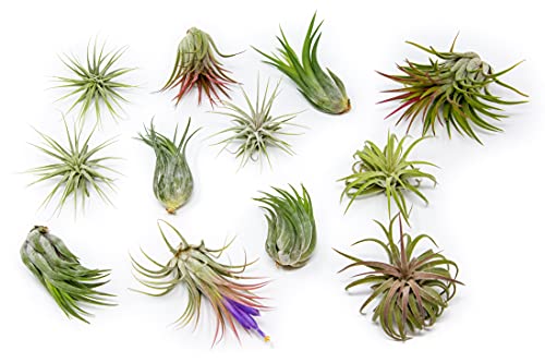 12 Pack Assorted Ionantha Air Plants 
