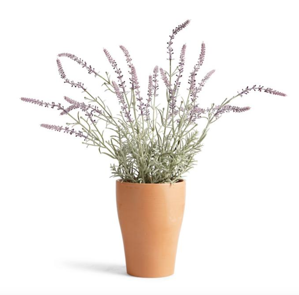 Outdoor Lavender Potted Plant