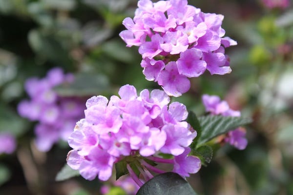 Purple Lantana Starter Plants