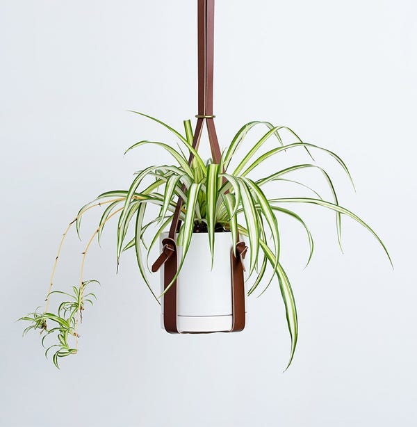 Spider Plant With Leather Hanger