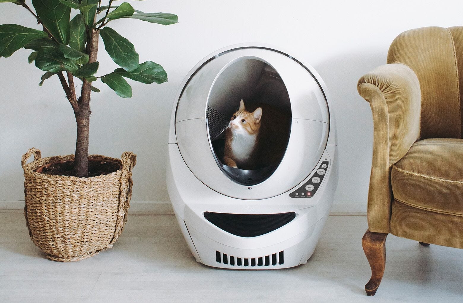 An honest Litter Robot review from a lifelong cat owner