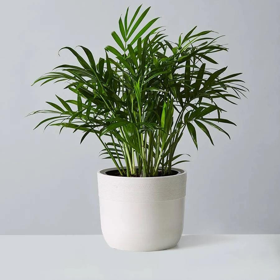 Palms that are safe for cats best sale