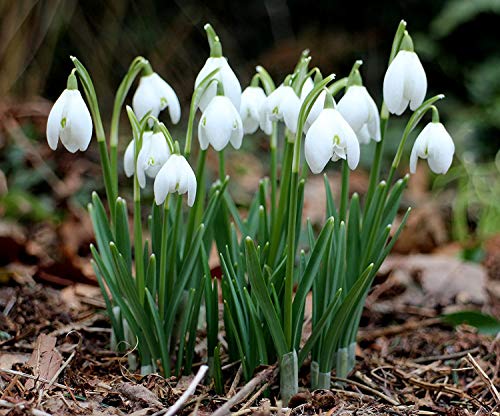 Snowdrops - Galanthus Nivalis - 15 Bulbs Per Pack
