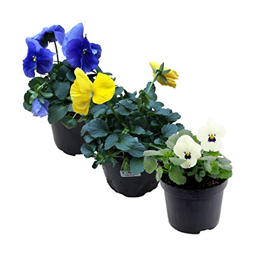 Healthy Live Pansy - Assorted Colors (3 Per Pack)