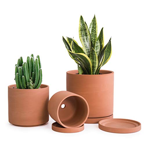 Terracotta Pots for Plants