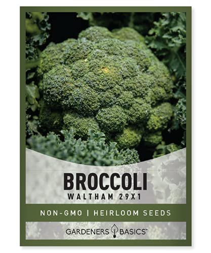 Brokolių sėklos sodinimui