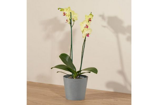 Lady Luck yellow orchid