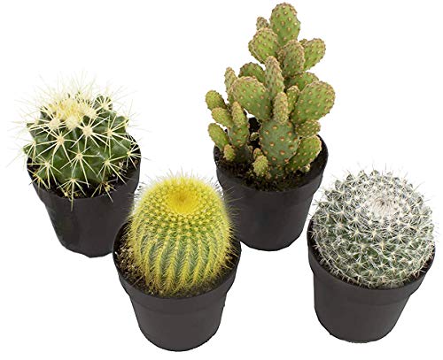 Assorted Cactus Collection 2.5" 4 pack