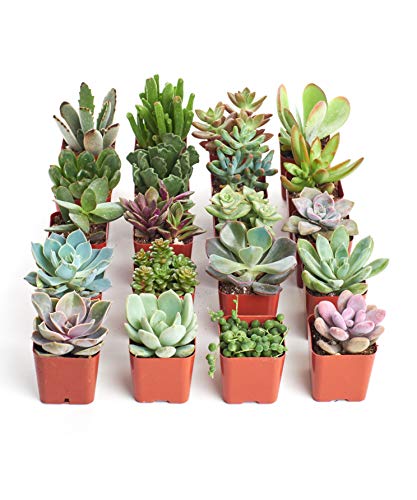 Assortment of Hand Selected, Fully Rooted Live Indoor Succulent Plants