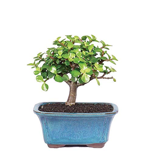 Live Dwarf Jade Indoor Bonsai Tree-