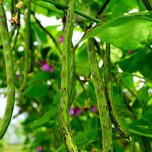 Rattlesnake Bean - 25 Seeds - Heirloom & Open-Pollinated Variety