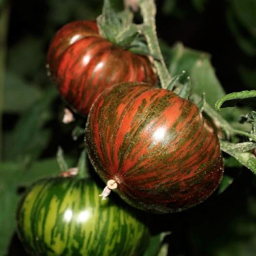 Tomato Seeds - Chocolate Stripes
