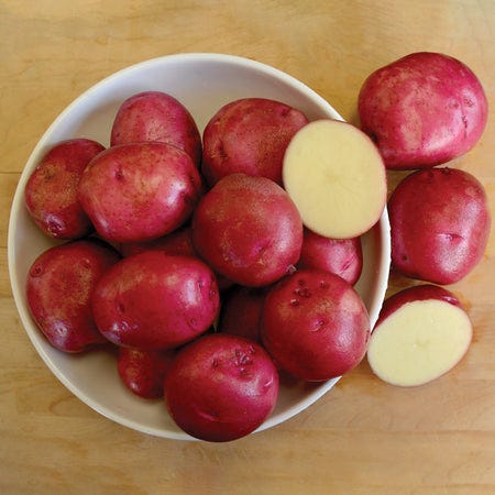 Dark Red Norland Potato Seed