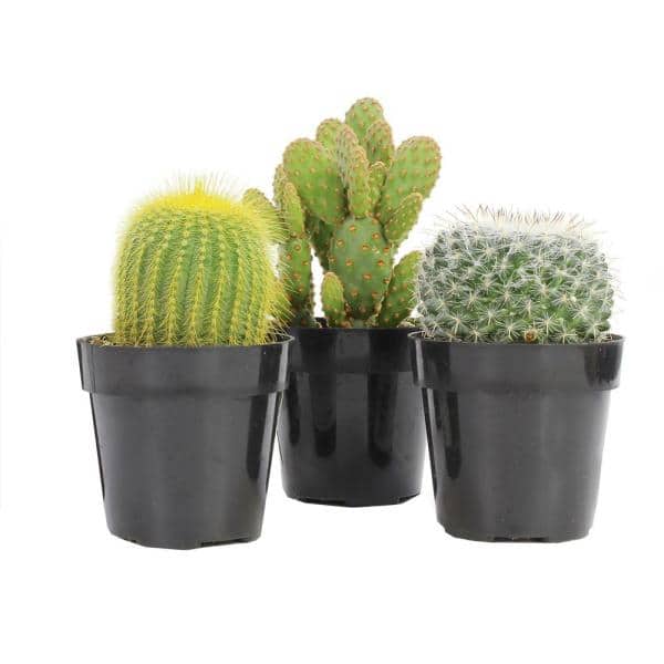 Colección de plantas de cactus surtidas de 9 cm (paquete de 3)